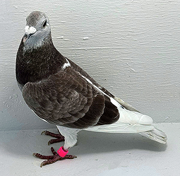 Band: AU 20026 AA 2025